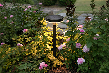 Augalų ir medžių apšvietimas Augalų ir medžių apšvietimas